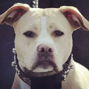 Meet your Posher, Jarvis